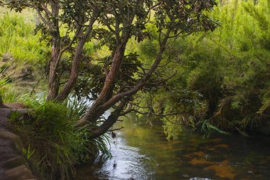 Güneydoğu Asya tropikal orman