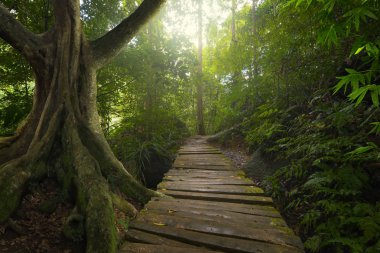 Güneydoğu Asya tropikal orman