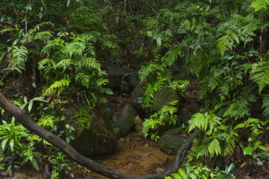 Güneydoğu Asya tropikal orman