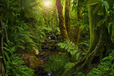 Güneydoğu Asya tropikal orman