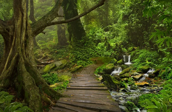 Selva Tropical Del Sudeste Asiático — Foto de Stock