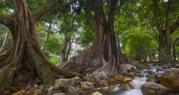东南亚热带丛林 — 图库照片