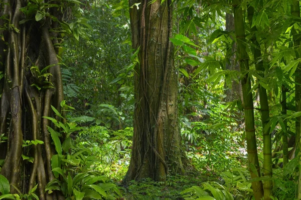 Selva Tropical Del Sudeste Asiático —  Fotos de Stock