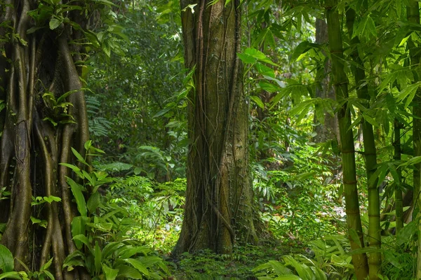 Zuidoost Aziatische Tropische Jungle — Stockfoto