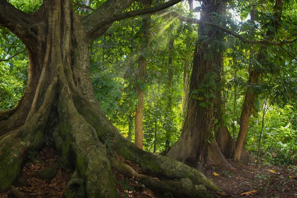 Güneydoğu Asya Tropikal Orman — Stok fotoğraf