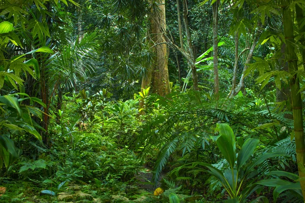 Südostasiatischer Tropischer Urwald — Stockfoto