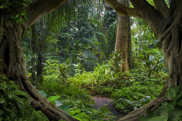 Selva Tropical Del Sudeste Asiático — Foto de Stock