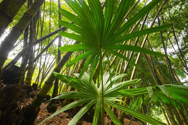 Southeast Asian tropical jungle