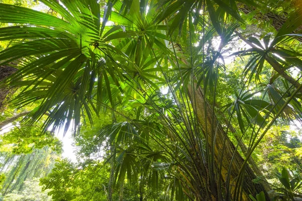 Southeast Asian tropical jungle