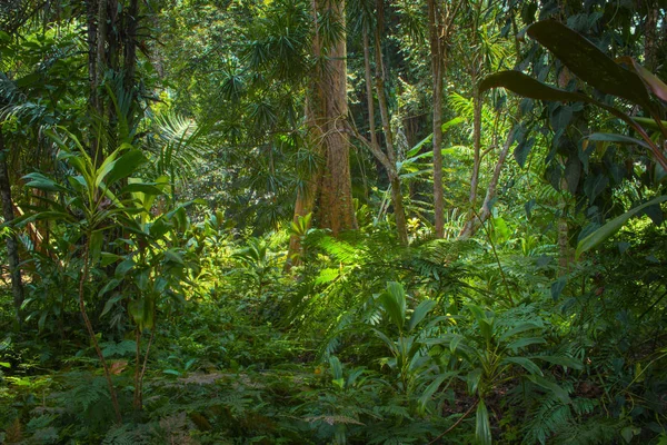 东南亚热带丛林 — 图库照片