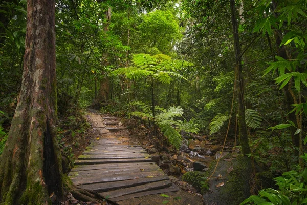 Sudeste Asiático Selva Tropical — Fotografia de Stock