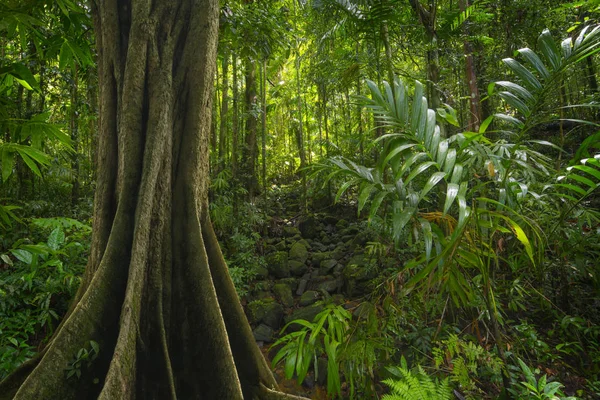 東南アジアの熱帯ジャングル — ストック写真
