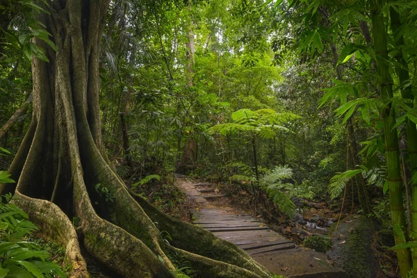 Délkelet Ázsiai Trópusi Dzsungel — Stock Fotó