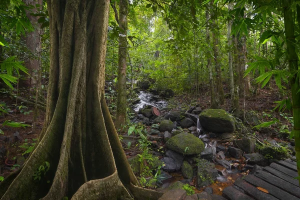 Jihovýchodní Asie Tropické Džungle — Stock fotografie