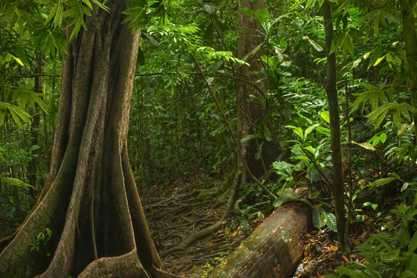 Zuidoost Aziatische Tropische Jungle — Stockfoto