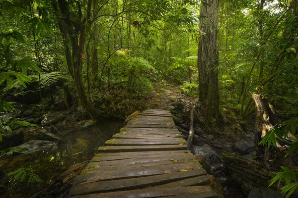 Selva Tropical Del Sudeste Asiático — Foto de Stock