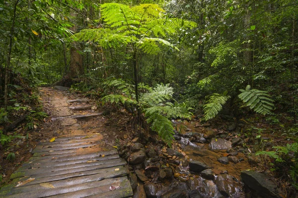 Selva Tropical Del Sudeste Asiático — Foto de Stock