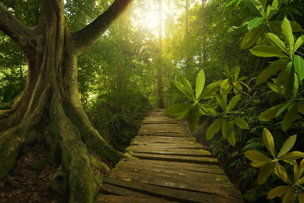 Güneydoğu Asya Tropikal Orman — Stok fotoğraf