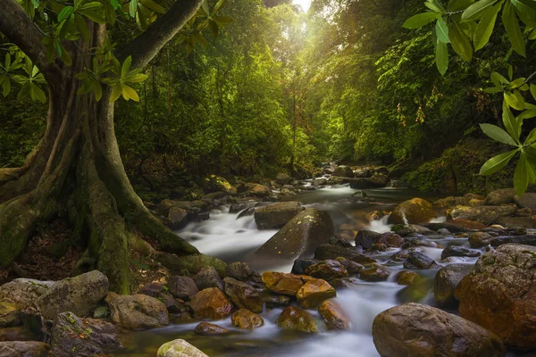 Тропические Джунгли Юго Восточной Азии — стоковое фото