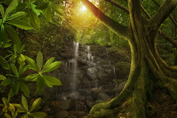 Southeast Asian tropical jungle