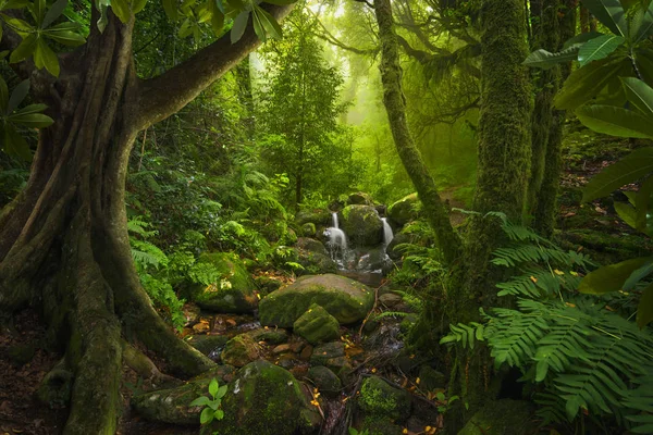 Südostasiatischer Tropischer Urwald — Stockfoto