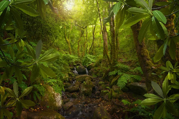 Sudeste Asiático Selva Tropical — Fotografia de Stock