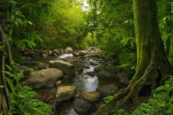 Südostasiatischer Tropischer Urwald — Stockfoto