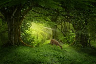 Tayland Asya tropik yağmur ormanı