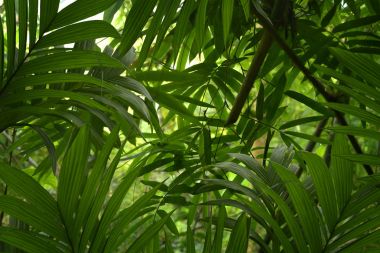 Tayland Asya tropik yağmur ormanı