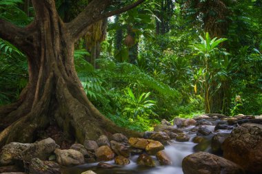 Tayland Asya tropik yağmur ormanı