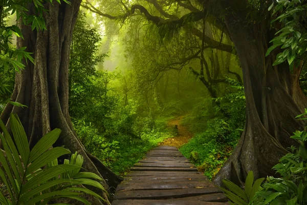 Asian Tropical Rainforest Thailand — Stock Photo, Image