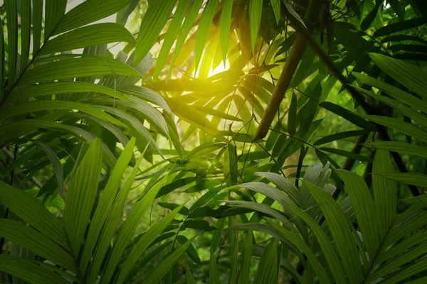 Azjatycka Tropikalnych Lasów Deszczowych Tajlandii — Zdjęcie stockowe