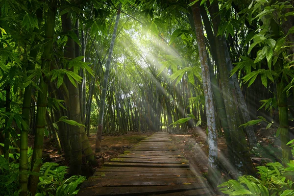 Floresta Tropical Asiática Tailândia — Fotografia de Stock