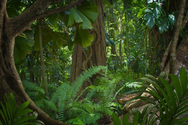 Asian tropical rainforest in thailand