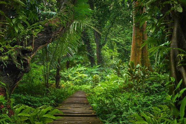 Forêt Tropicale Asiatique Thaïlande — Photo