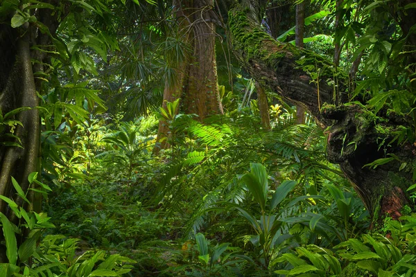 Selva Tropical Asiática Tailandia — Foto de Stock