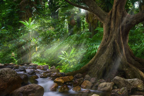 Asian Tropical Rainforest Thailand — Stock Photo, Image