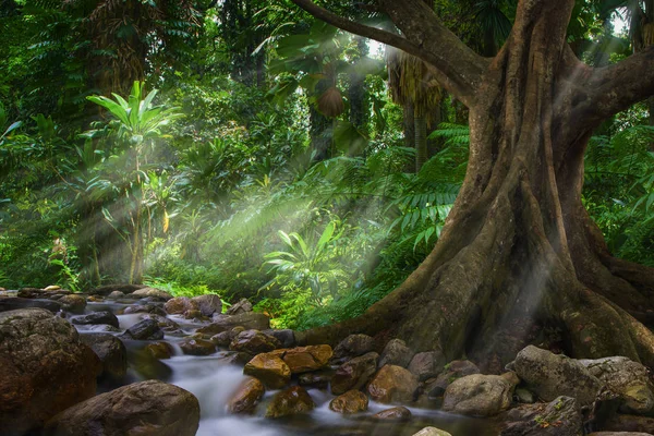 Floresta Tropical Asiática Tailândia — Fotografia de Stock