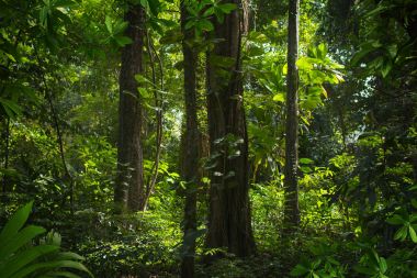 Bagan Budist tapınağı