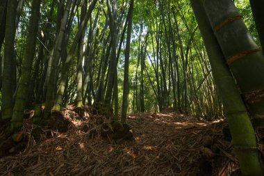Bagan Budist tapınağı