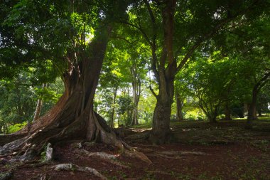 Bagan Budist tapınağı