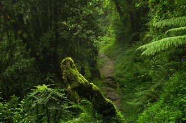Bagan Budist tapınağı