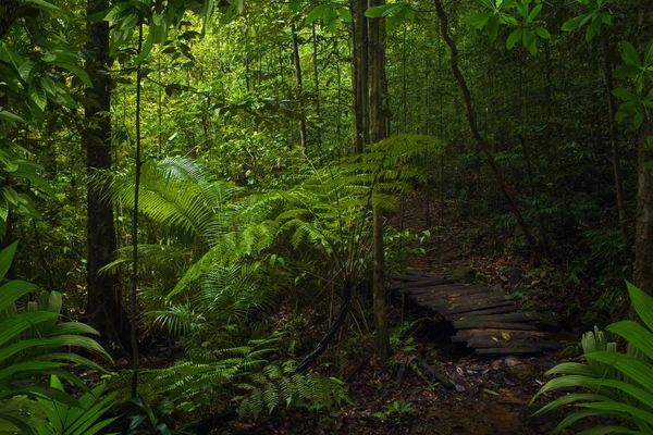Asijské Hluboko Tropický Deštný Prales — Stock fotografie