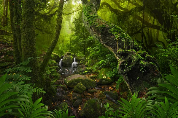 Asian Deep Tropical Rainforest — Stock Photo, Image