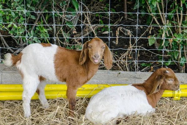 Goat Feeding Morning — Stock Photo, Image