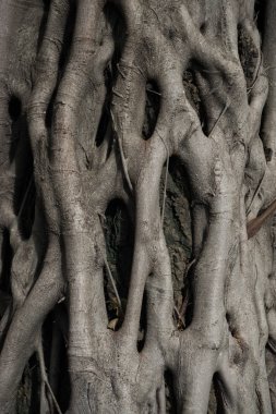 Büyük kök kapak büyük ağaç 