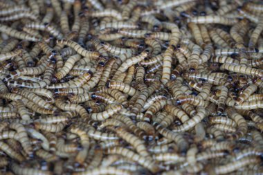 Solucan yem Balık tutma dükkânı