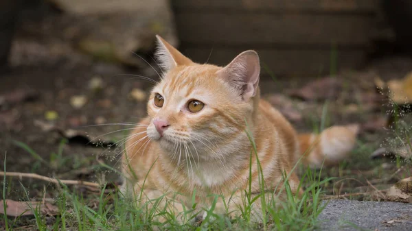 Kitten Looking Garden — Stock Photo, Image