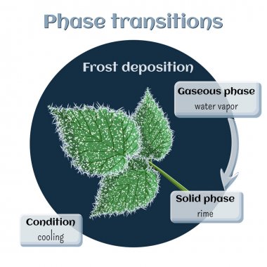 Frost deposition - soft rime on raspberry leaves. Phase transition from gaseous to solid state. clipart