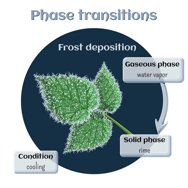 Dépôt de givre - rime molle sur les feuilles de framboise. Transition de phase de l'état gazeux à l'état solide . — Image vectorielle